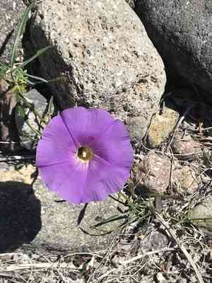 Triple-leaf morning glory(Ipomoea ternifolia)