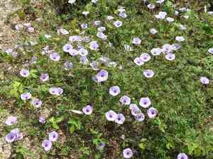 Triple-leaf morning glory(Ipomoea ternifolia)