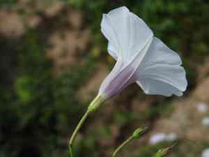 Triple-leaf morning glory(Ipomoea ternifolia)