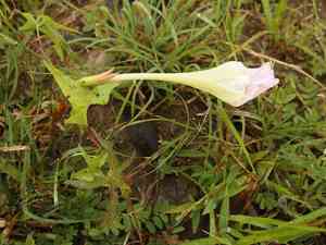 Thurber's morning-glory(Ipomoea thurberi)