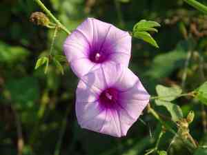 Ipomoea trifida(Ipomoea trifida)