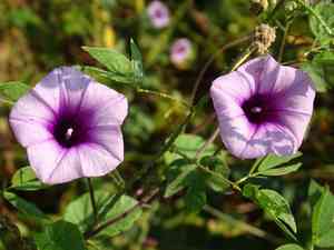 Ipomoea trifida(Ipomoea trifida)