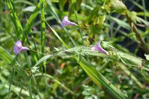 Ipomoea trifida(Ipomoea trifida)