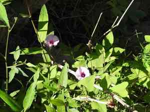 Ipomoea trifida(Ipomoea trifida)