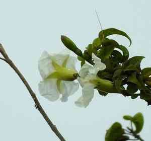 Morning glories (Ipomoea)(Ipomoea)