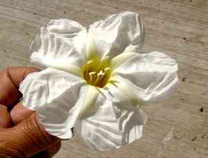 Morning glories (Ipomoea)(Ipomoea)