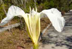 Morning glories (Ipomoea)(Ipomoea)