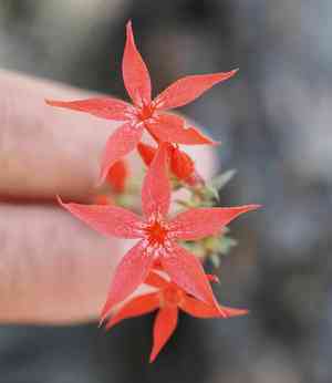 Arizona ipomopsis(Ipomopsis arizonica)