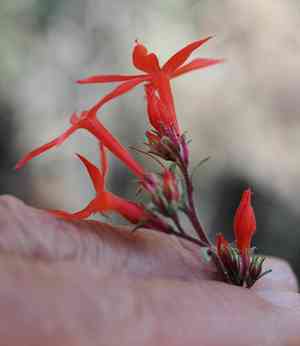 Arizona ipomopsis(Ipomopsis arizonica)
