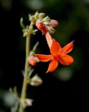 Arizona ipomopsis(Ipomopsis arizonica)