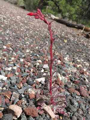 Arizona ipomopsis(Ipomopsis arizonica)