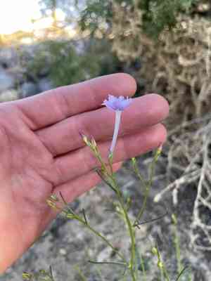 Iron ipomopsis(Ipomopsis laxiflora)