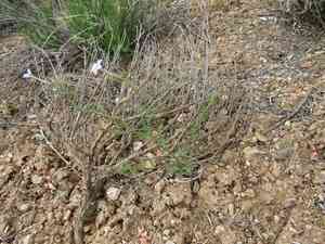 Iron ipomopsis(Ipomopsis laxiflora)