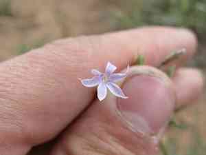 Iron ipomopsis(Ipomopsis laxiflora)