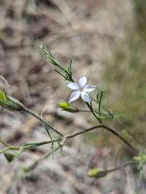 Iron ipomopsis(Ipomopsis laxiflora)
