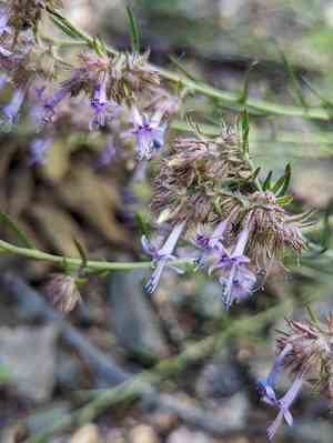 Manyflowered ipomopsis(Ipomopsis multiflora)