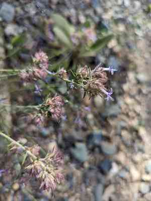 Manyflowered ipomopsis(Ipomopsis multiflora)