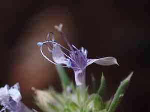 Manyflowered ipomopsis(Ipomopsis multiflora)