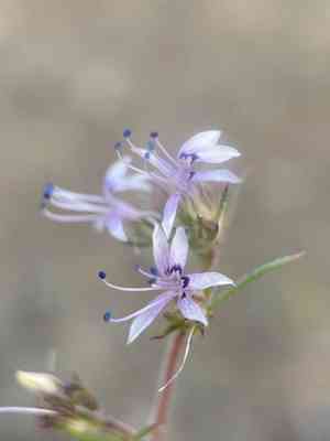Manyflowered ipomopsis(Ipomopsis multiflora)