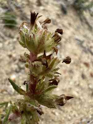 Spiked ipomopsis(Ipomopsis spicata)