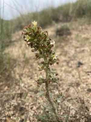 Spiked ipomopsis(Ipomopsis spicata)