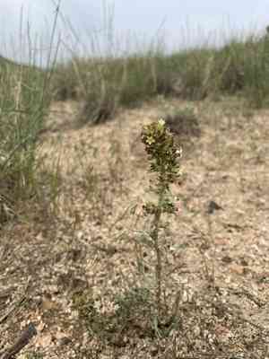 Spiked ipomopsis(Ipomopsis spicata)