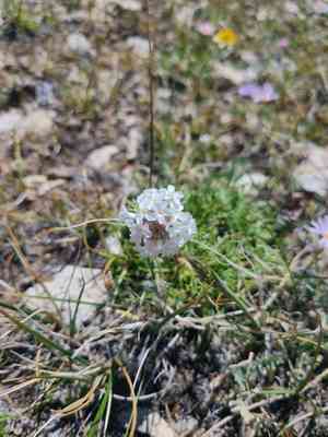 Spiked ipomopsis(Ipomopsis spicata)