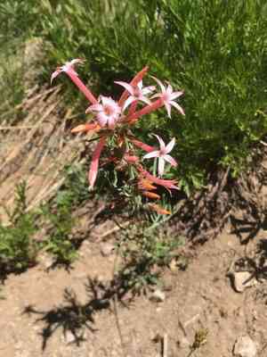 Slendertube skyrocket(Ipomopsis tenuituba)