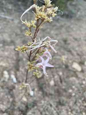 Slendertube skyrocket(Ipomopsis tenuituba)