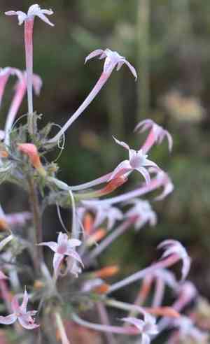 Slendertube skyrocket(Ipomopsis tenuituba)