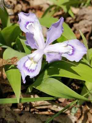 Dwarf crested iris(Iris cristata)