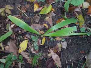 Dwarf crested iris(Iris cristata)