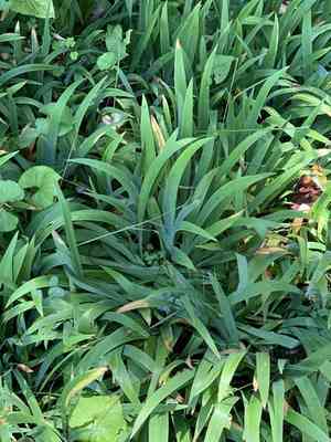 Dwarf crested iris(Iris cristata)