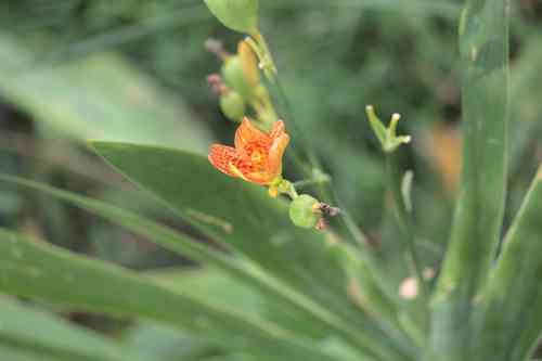 Blackberry lily(Iris domestica)