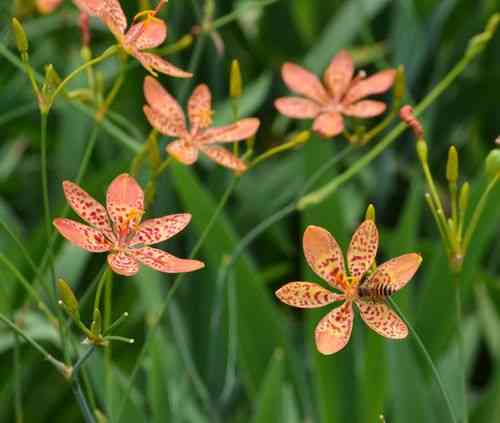 Blackberry lily(Iris domestica)