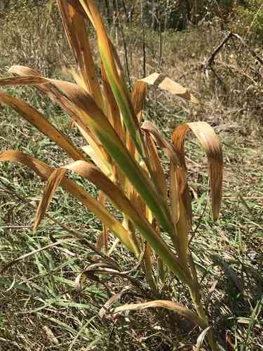 Blackberry lily(Iris domestica)