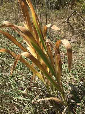 Blackberry lily(Iris domestica)