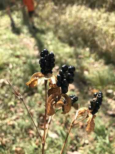 Blackberry lily(Iris domestica)