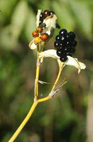 Blackberry lily(Iris domestica)
