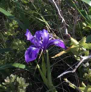 Douglas Iris(Iris douglasiana)