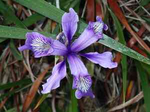 Douglas Iris(Iris douglasiana)
