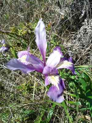 Douglas Iris(Iris douglasiana)