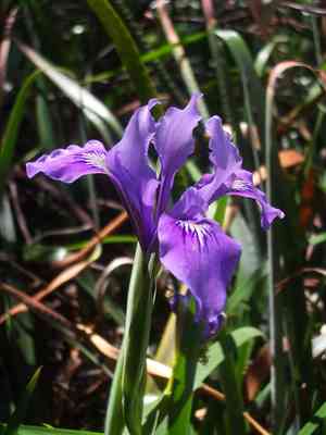 Douglas Iris (Iris douglasiana)