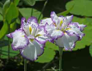 Japanese Iris(Iris ensata)