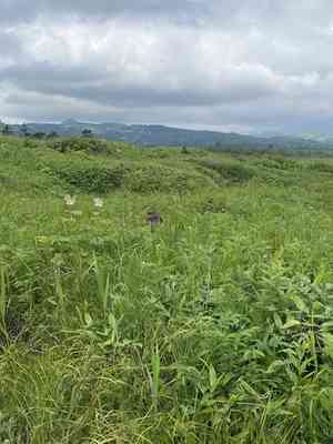 Japanese Iris(Iris ensata)