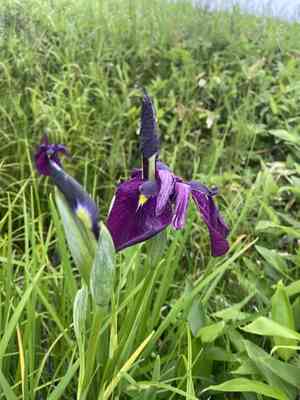 Japanese Iris(Iris ensata)