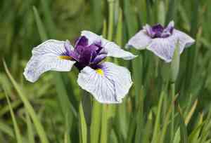 Japanese Iris(Iris ensata)