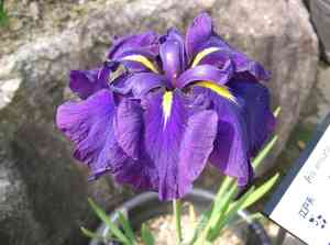 Japanese Iris(Iris ensata)