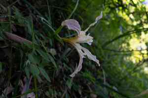 Fernald's iris(Iris fernaldii)