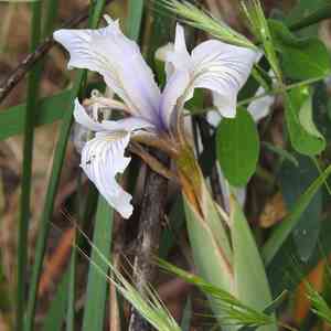 Fernald's iris(Iris fernaldii)